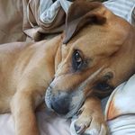 Claudia Simpson - @finn.chops - Instagram