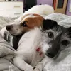ClaudiaDogTrainer - @claudiadogtrainer - TikTok