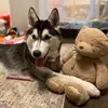 Claudio Acevedo - @claudio.acevedo3 - TikTok