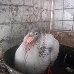 Palomas Mar del Plata - @claudiojaureguiberri - Instagram