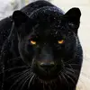 Claudio Miceli445 - @claudiomiceli3 - TikTok