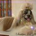 Centro estético canino Claudio Saenz - Facebook