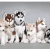 ClaudioThomas - @gamer.ambientalista - TikTok
