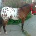 Claudio Villa - Facebook