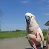 Claus Rasmussen - @claus.rasmussen - TikTok