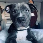 Clay Barnes 🐺 - @blue_boy_clay - Instagram