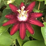 Clay Dove - @whitewingtropical - Instagram
