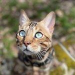 Clay Everett Collins - @claythebengal - Instagram