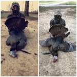 Wildlife In Pisgah - @clay_holley_ - Instagram