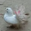 987789 - @clayhuber7 - TikTok