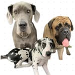 Clay Matthews - @claythegentlemastiff - Instagram