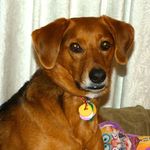 Clay Murphy - @mydogsmiley - Instagram