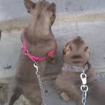 CLAY STONE BULLIES 360 - @claystone_bullies360 - Instagram