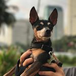 🐾 Lawrence Clay aka Tyson 🐾 - @tysonbibi - Instagram