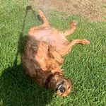 ᴄʟᴀʏ ᴡᴀʀʀᴇɴ - @claythedoggy - Instagram