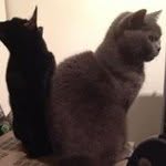 Clayton Chan - @iameggegg - Instagram