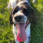 Clayton the Springer - @claytons_day - Instagram
