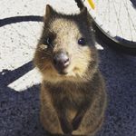 Clement Lai - @neko_tail - Instagram