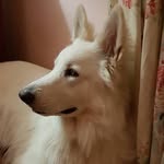 Clement - @clement_white_swissshepherd - Instagram