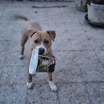 Clemente Cano Lendinez - @gorrion__cano - Instagram