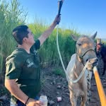 Clemente Ramos - @salud_y_medicina_equina_ - Instagram