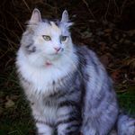 Cleo - @cleo.casey.cat - Instagram