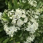 𝒞𝓁é𝑜 - @cleo_vegan_flowers_and_cookies - Instagram