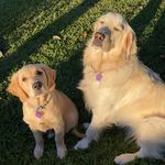 CLEO & GEORGE - @goldenscleoandgeorge_ - Instagram