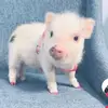 Cleo - @cleosimmonss - TikTok