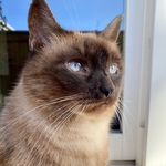 Miss Cleo Simmons 😺 - @cleo_cat_nyc.ln - Instagram