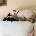 Cleo & Snowball - @cleo_and_snowball_the_cats - Instagram