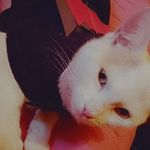 Cleo Snow - @_cleo_the_nice - Instagram