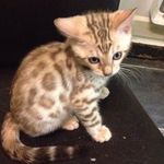 Cleo Snow Bengal - @cat_caleo - Instagram