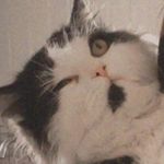 Cleo&Snow🤍 - @cleo_snow_thecat - Instagram