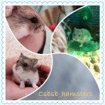 Cleo,Squirt,Bella,Snow - @csbsb_hamsters - Instagram