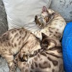 Oscar, Narla and Cleo snow leopard bengals - @the3.bengals - Instagram