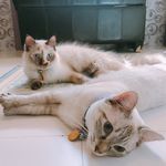 SNOW & CLÈO - @snowandcleo - Instagram
