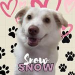 Snow ❄️☃️ - @snow_cleo_piper - Instagram