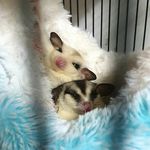 Snow and Cleo - @cleosnow.gliders - Instagram