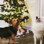 Snow et Cléo - @snowballetcleopatra - Instagram