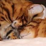 Solomon & Cleo - @solomon_and_cleo - Instagram