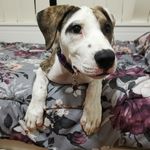 Cleo Spencer - @cleosaurusrex_greatdanepup - Instagram
