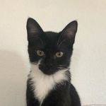 Cleo Spencer-Beckwith - @cleothetuxedocat - Instagram