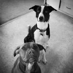 Cleo and Stanley - @cleo_stan_antics - Instagram