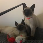 cleo_stanley_catstagram - @cleo_stanley_catstagram - Instagram