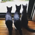 Cleo,Cooper,Stanley,andOliver - @coopcleostanandollie - Instagram