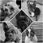 oakley,nancy,stanley,lyla cleo 🤎 - @oakleynancylylastanleycleo - Instagram