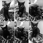 Cleo Stark - @little.cat.cleo - Instagram
