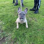 Bella Chico Cleo Storm - @furlinefrenchies_ - Instagram