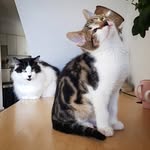 Cleo and Storm - @cleoandstorm - Instagram